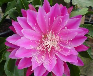 Epicactus-Hybriden Kiwi Superior 