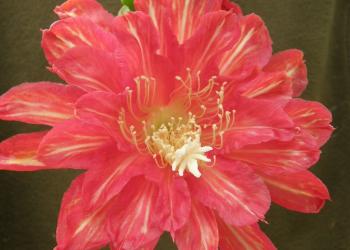 Epicactus-Hybriden Kiwi Supernova 