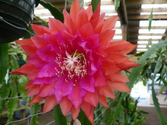 Epicactus-Hybriden Kiwi Surprize Encounter 