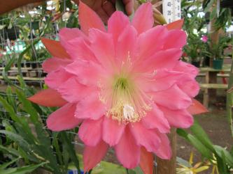 Epicactus-Hybriden Kiwi Sweetheart 