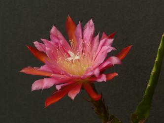 Epicactus-Hybriden Kiwi Teegan Lynn 