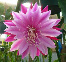 Epicactus-Hybriden Kiwi Testimonial 