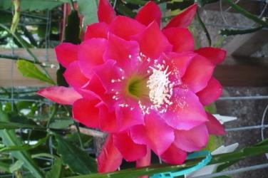 Epicactus-Hybriden Kiwi Vain Maid 