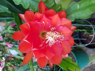 Epicactus-Hybriden Kiwi Viceroy 