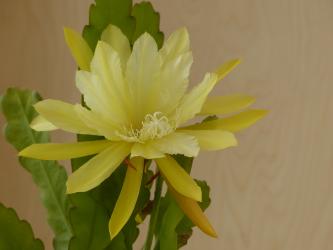 Epicactus-Hybriden Kiwi Voyager 