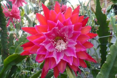 Epicactus-Hybriden Kiwi Yvonnes Prize 