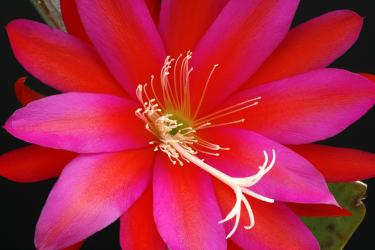 Epicactus-Hybriden Klaus Paetz 