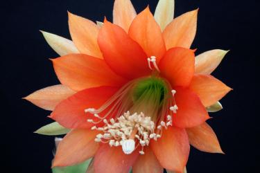 Epicactus-Hybriden Knebels Glück 