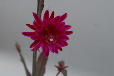 Epicactus-Hybriden Lacky Paetz 