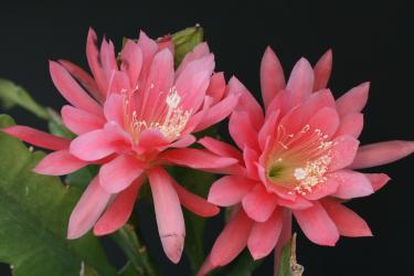 Epicactus-Hybriden Lebensfreude 