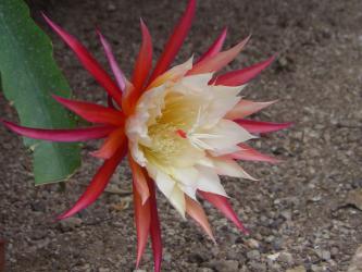 Epicactus-Hybriden Liane Paetz :} 