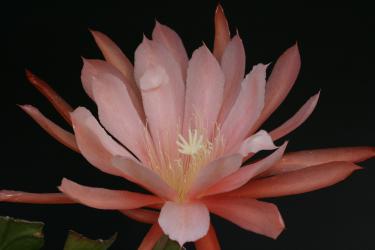 Epicactus-Hybriden Liebreiz 