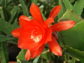 Epicactus-Hybriden Lilly 