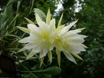 Epicactus-Hybriden Lisbeth ESA12829 