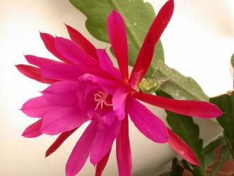 Epicactus-Hybriden Loebneri 