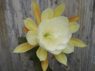 Epicactus-Hybriden London Sunshine 