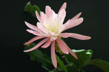 Epicactus-Hybriden Londonii 