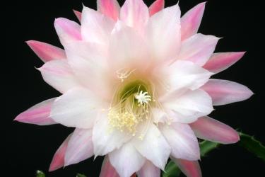 Epicactus-Hybriden Loni Paetz 