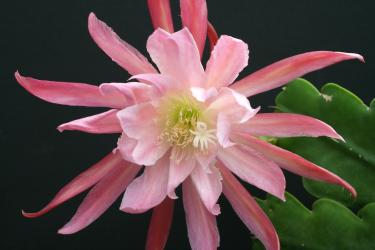 Epicactus-Hybriden Lovely Lady 