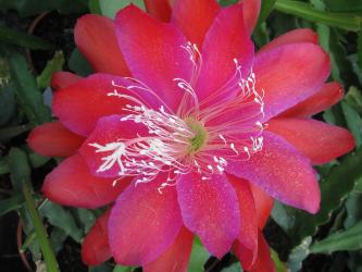 Epicactus-Hybriden Lou Howard 