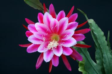 Epicactus-Hybriden Lydia :} 