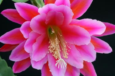 Epicactus-Hybriden Madras Ribbon 