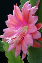 Epicactus-Hybriden Mae Marsh 