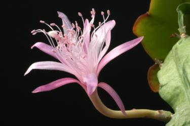 Epicactus-Hybriden Märzsonne 