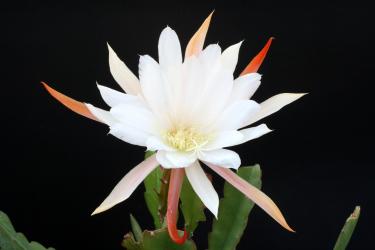 Epicactus-Hybriden Maienfrische 