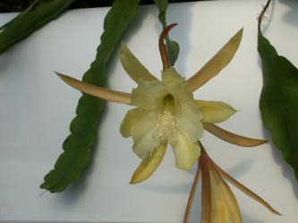 Epicactus-Hybriden Maienglück 