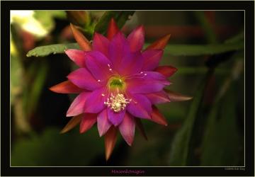 Epicactus-Hybriden Maienkönigin 