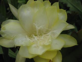 Epicactus-Hybriden Maienmond 