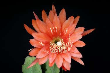 Epicactus-Hybriden Maienmorgen 