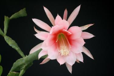 Epicactus-Hybriden Maienwonne 