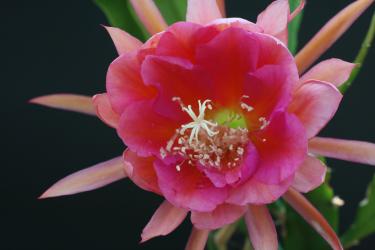 Epicactus-Hybriden Marian Burlingham 