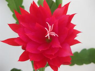 Epicactus-Hybriden Mariola Paetz 