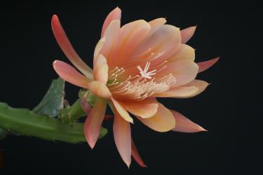 Epicactus-Hybriden Martha Knebel 