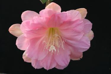 Epicactus-Hybriden Martinique 