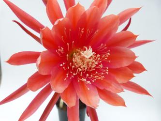 Epicactus-Hybriden Maryland 