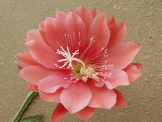 Epicactus-Hybriden Michele My Belle 