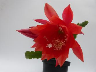 Epicactus-Hybriden Milano 