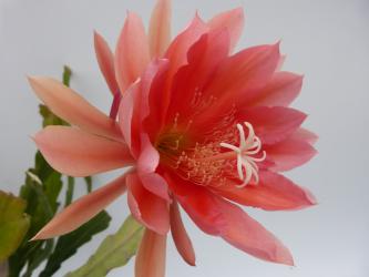 Epicactus-Hybriden Miss Ruth Kilbourne 