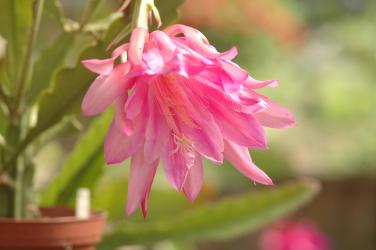 Epicactus-Hybriden Monastery Garden 