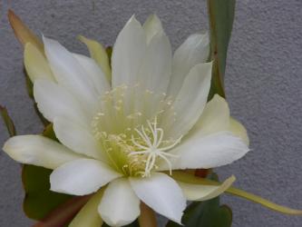 Epicactus-Hybriden Monsieur Riviere de Caralt 