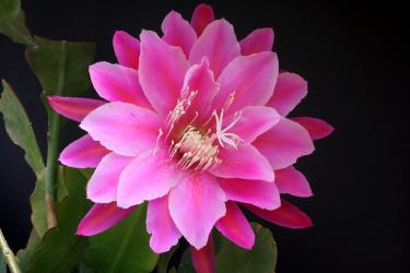 Epicactus-Hybriden Monte Rosa 