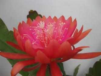 Epicactus-Hybriden Moon Glow 