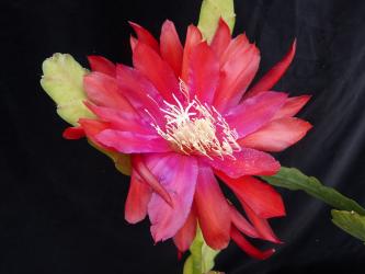 Epicactus-Hybriden Mountain Lass 