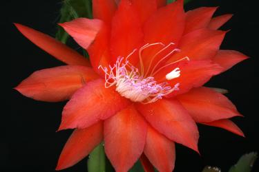 Epicactus-Hybriden Mucki Paetz 