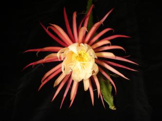 Epicactus-Hybriden Müllers Mandarin 