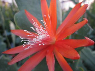 Epicactus-Hybriden Muneca 